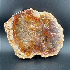 Fossilised Wood Slice Small