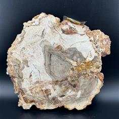 Fossilised Wood Medium