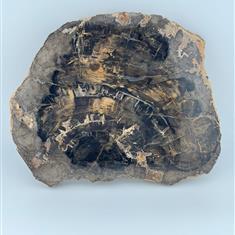Fossilised Wood Large